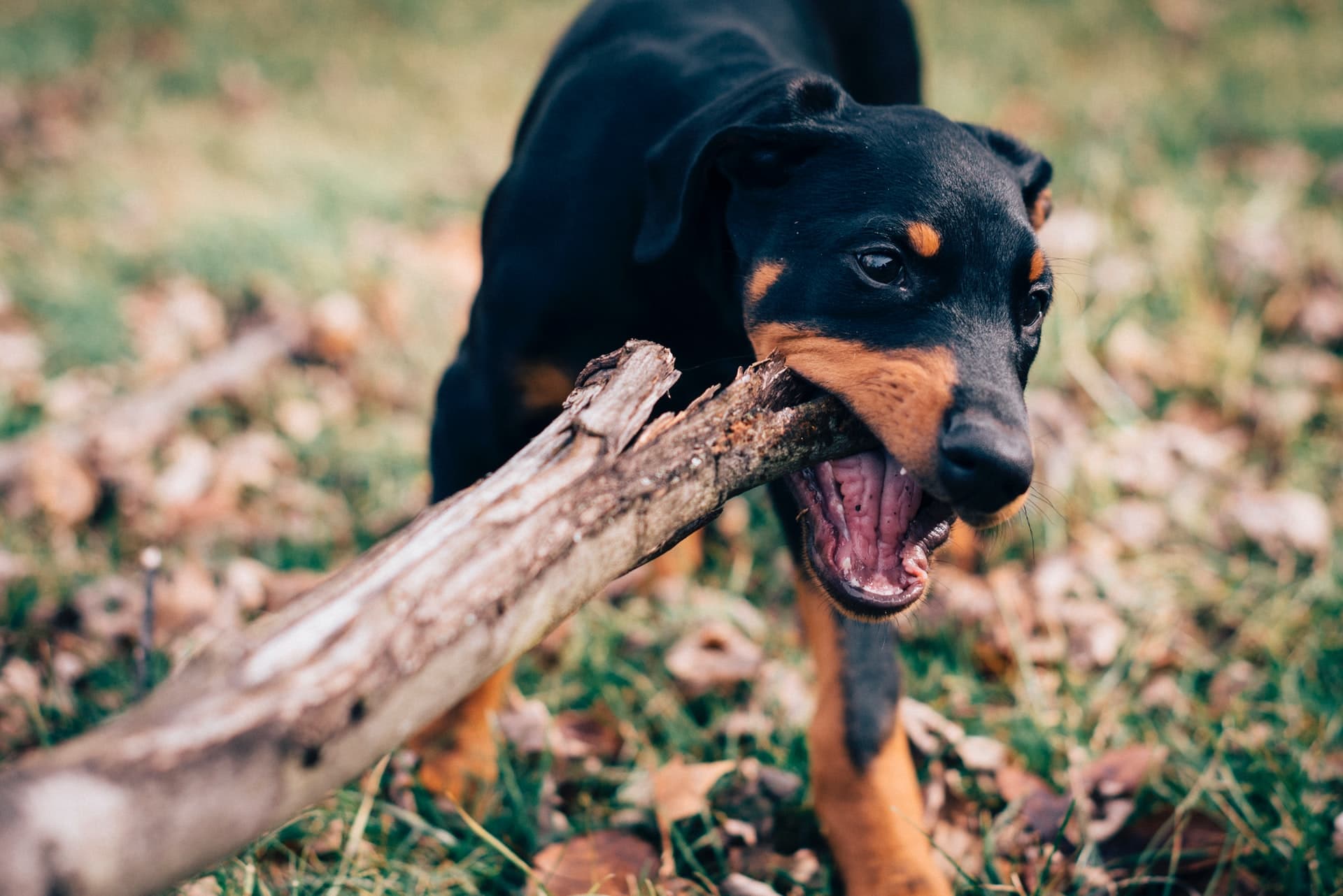 Web Development: Biting off more than I can chew.
